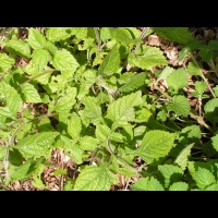 Isodon inflexus (fam Lamiacees) (Japon, Coree, Chine) (1)